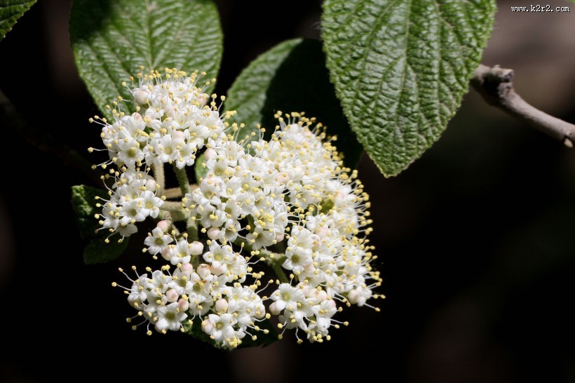 地中海荚蒾图片