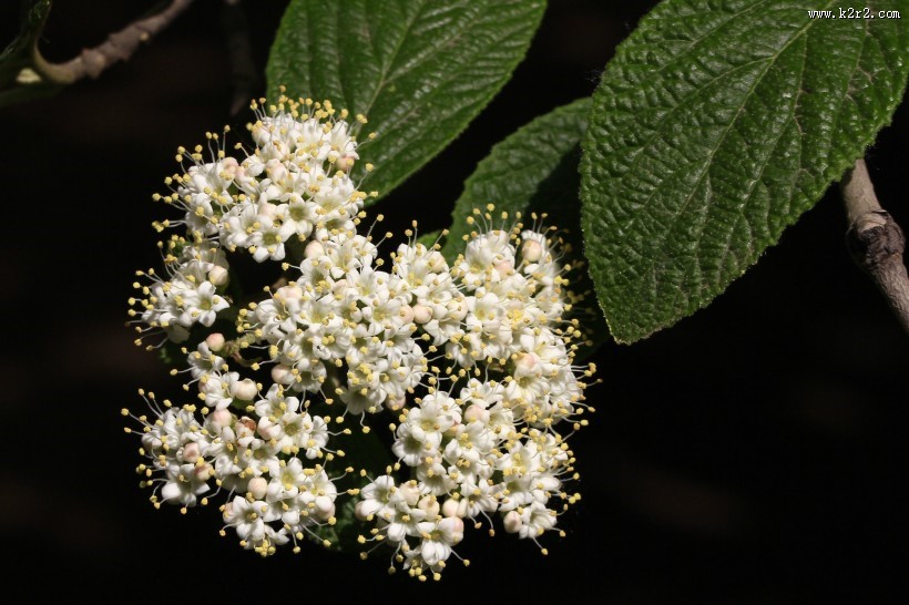 地中海荚蒾图片