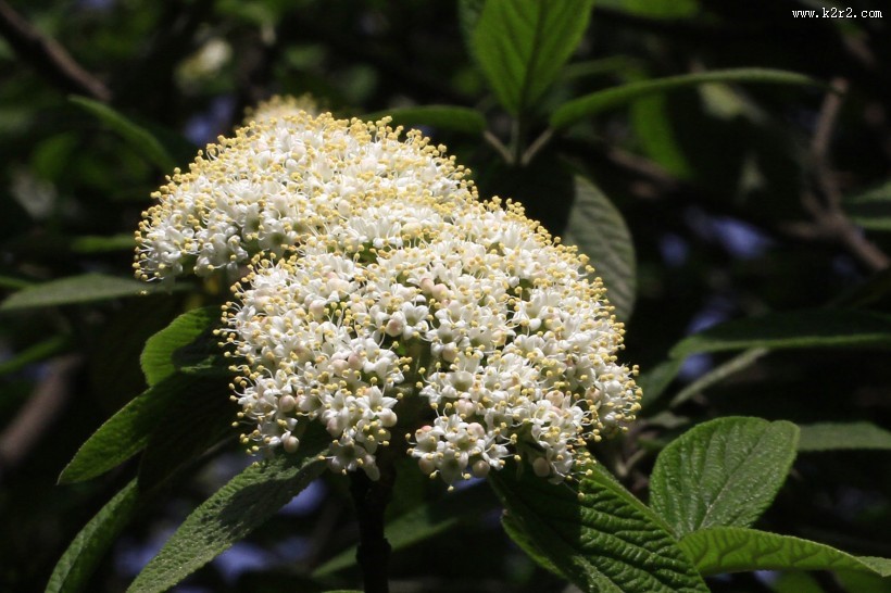 地中海荚蒾图片