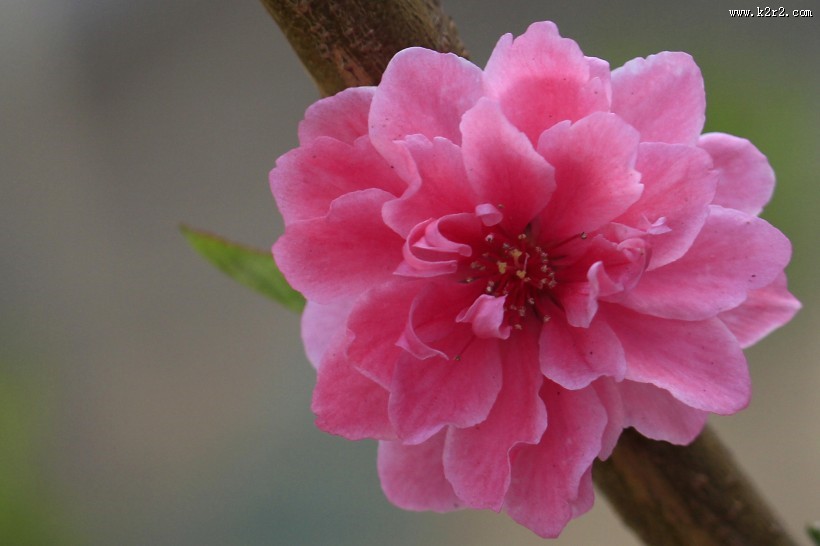 碧桃花图片大全