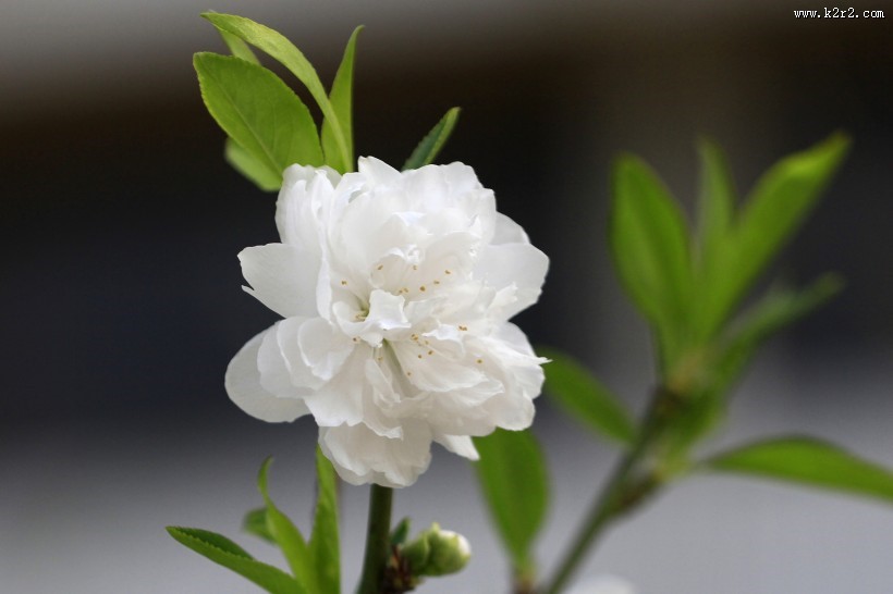 碧桃花图片大全