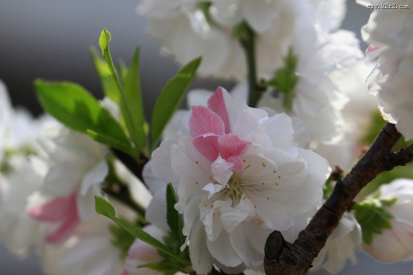 碧桃花图片大全