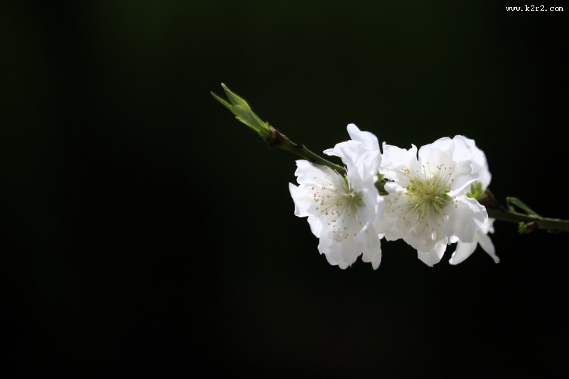碧桃花图片大全