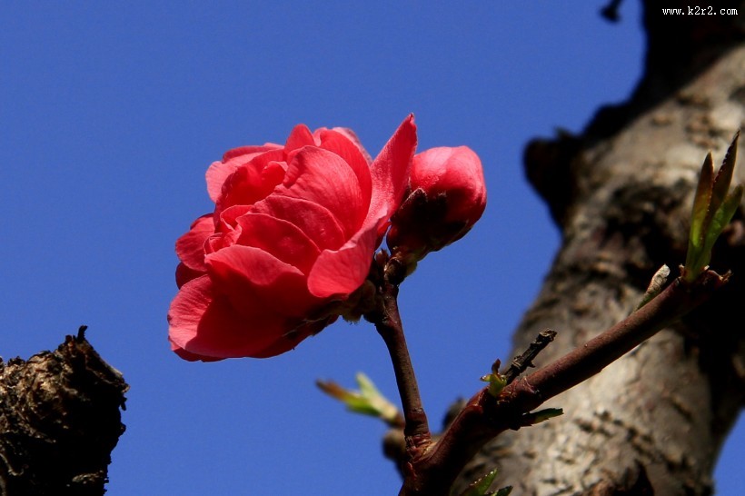 碧桃花图片大全