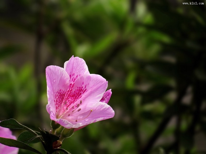 雨后的粉花杜鹃图片大全