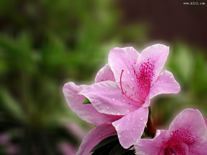 雨后的粉花杜鹃图片大全