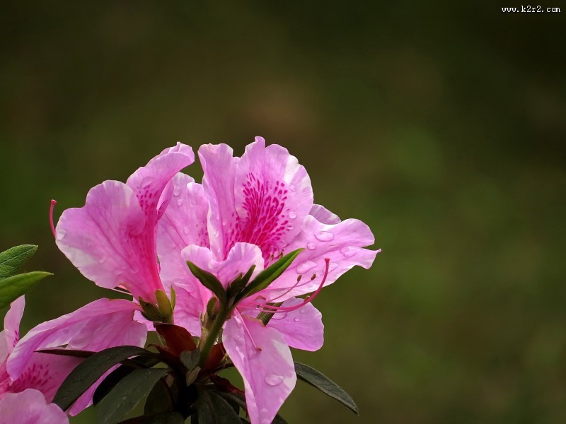 雨后的粉花杜鹃图片大全