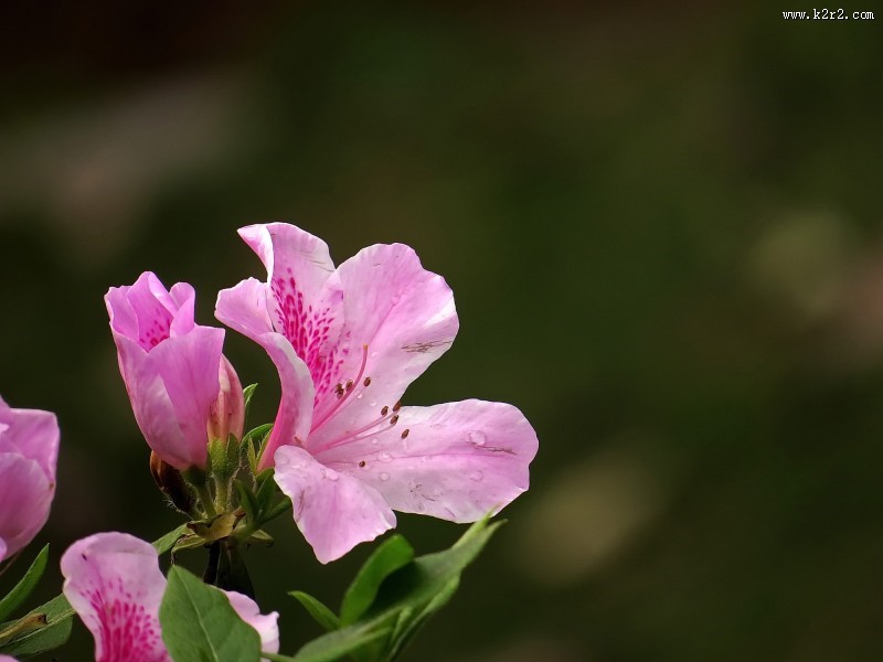雨后的粉花杜鹃图片大全