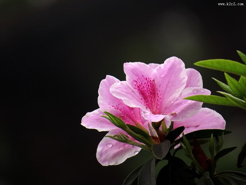 雨后的粉花杜鹃图片大全
