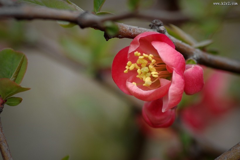 贴梗海棠图片大全