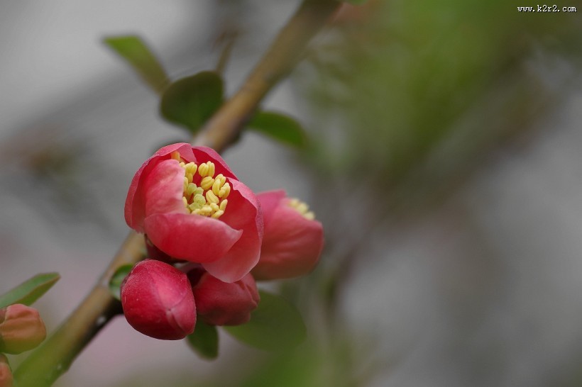 贴梗海棠图片大全