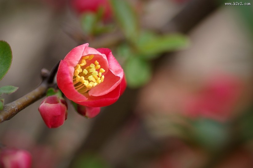 贴梗海棠图片大全