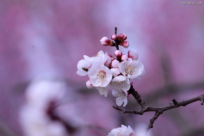 白色杏花图片大全