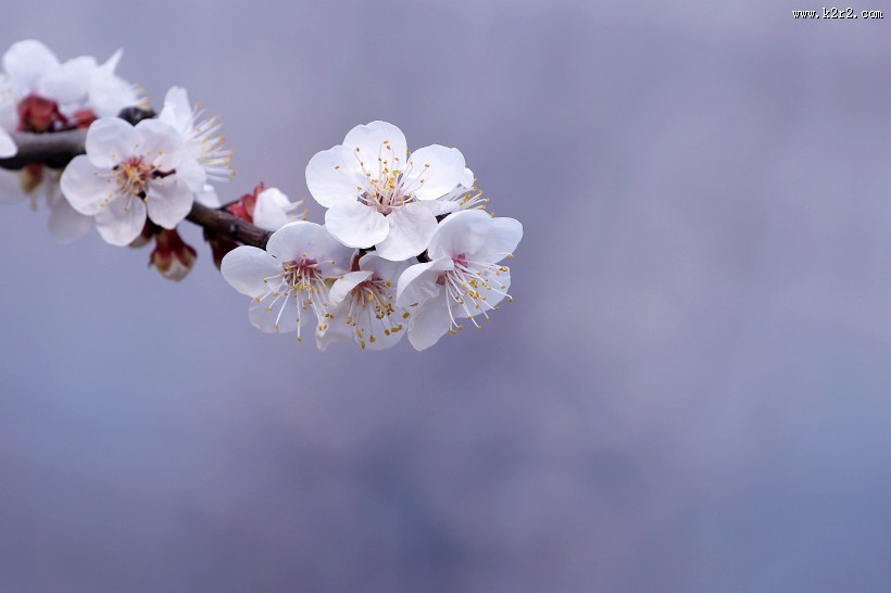 白色杏花图片大全