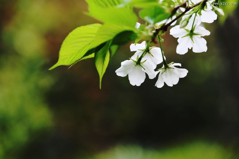 白色的樱花图片