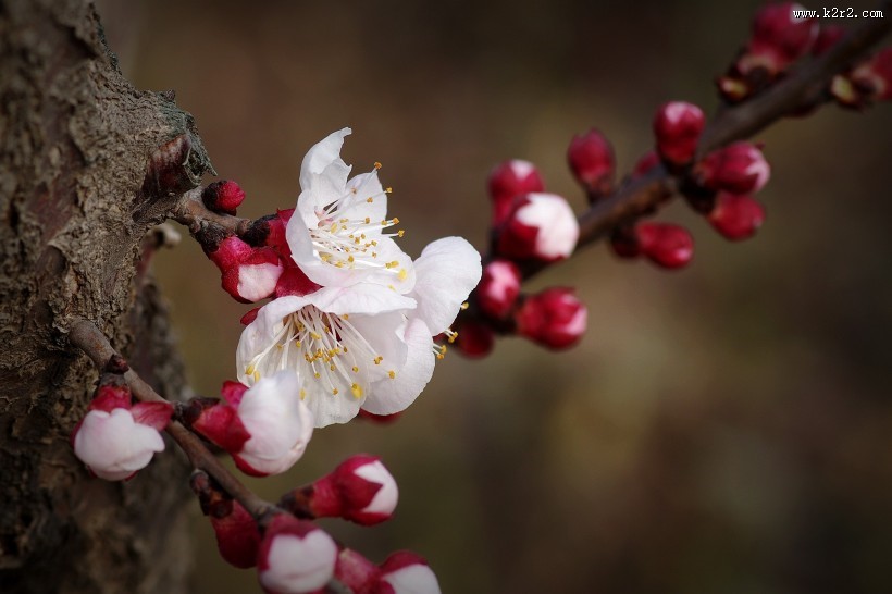 纯洁的杏花图片大全