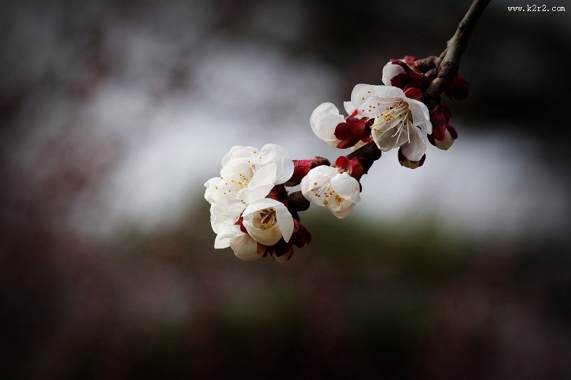 纯洁的杏花图片大全