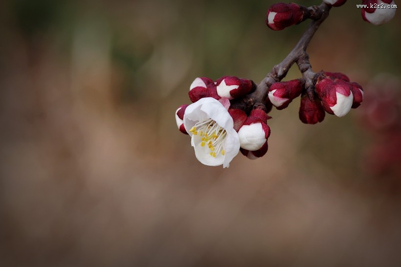 纯洁的杏花图片大全