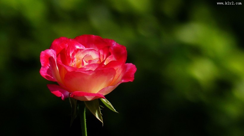 娇艳的玫瑰图片大全