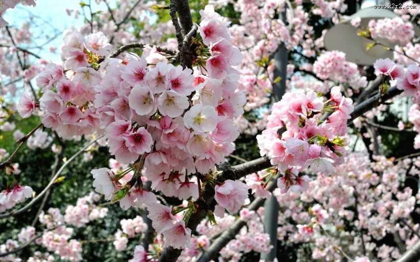 粉色樱花图片大全