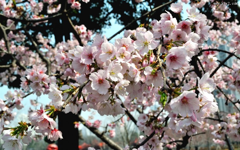 粉色樱花图片大全