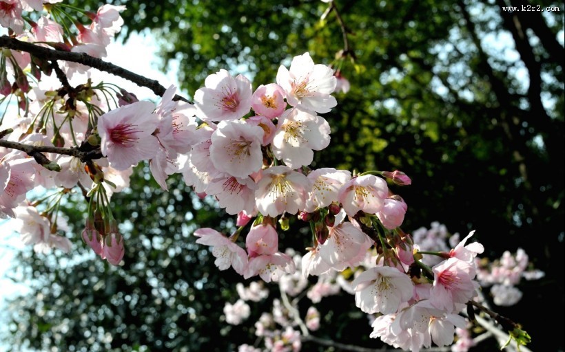 粉色樱花图片大全