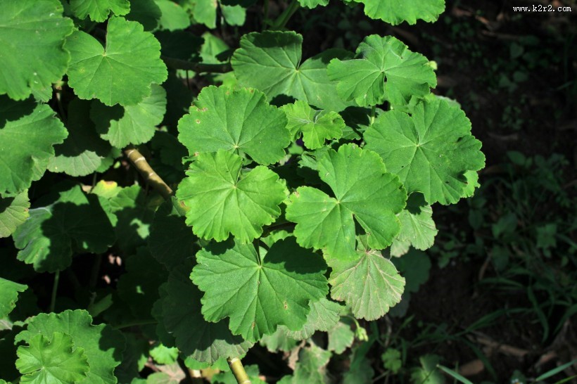 天竺葵图片大全