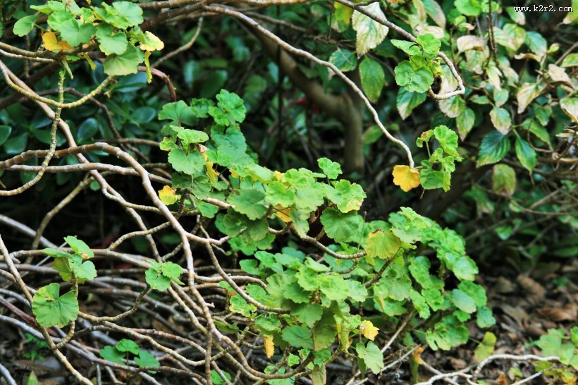 天竺葵图片大全