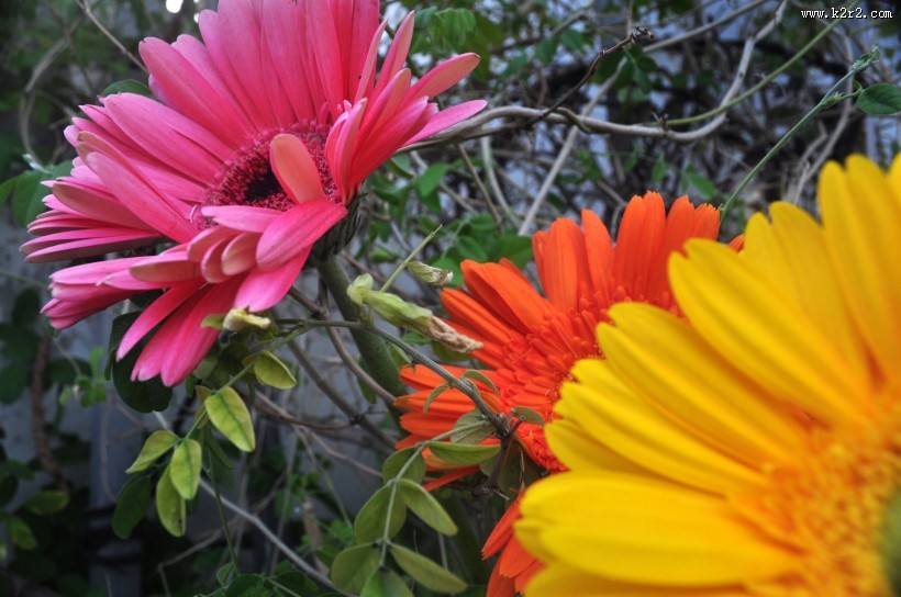 非洲菊图片大全