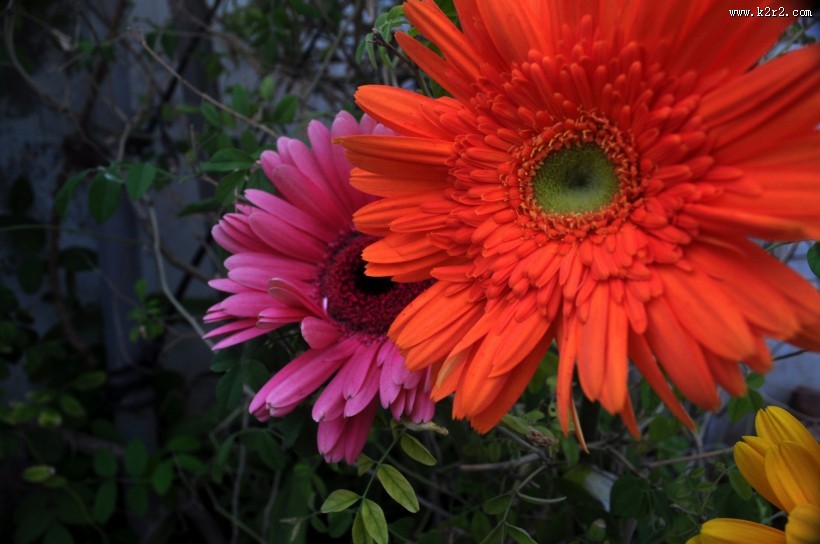 非洲菊图片大全