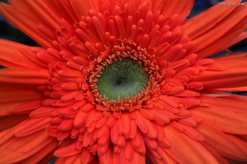 非洲菊图片大全