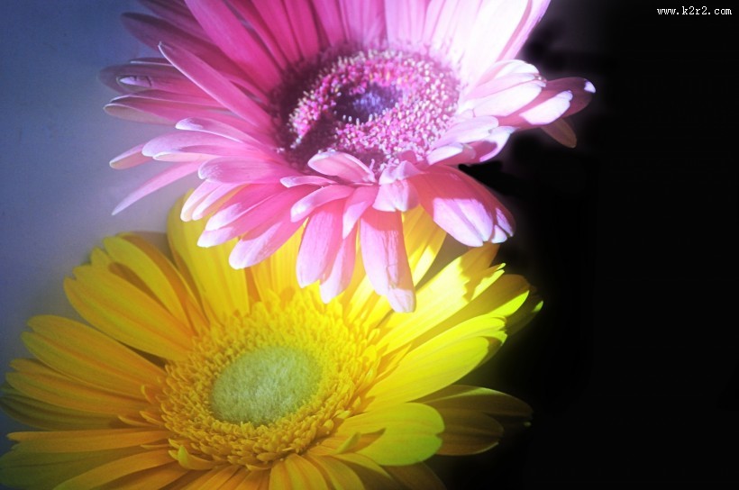 非洲菊图片大全