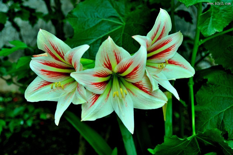 朱顶红图片大全