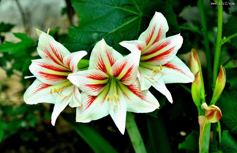 朱顶红图片大全