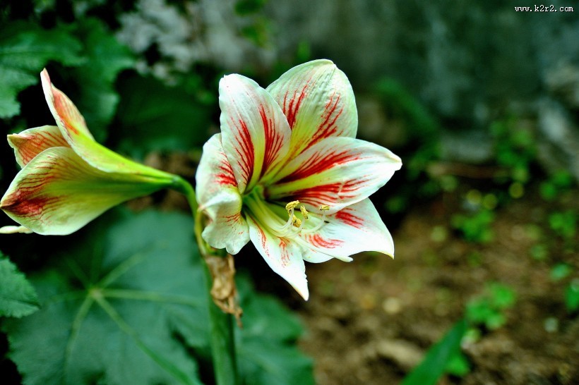 朱顶红图片大全