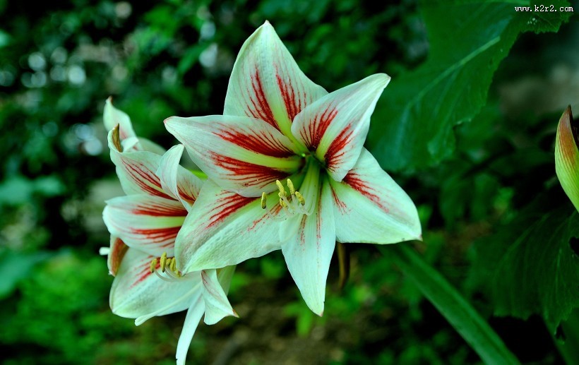 朱顶红图片大全