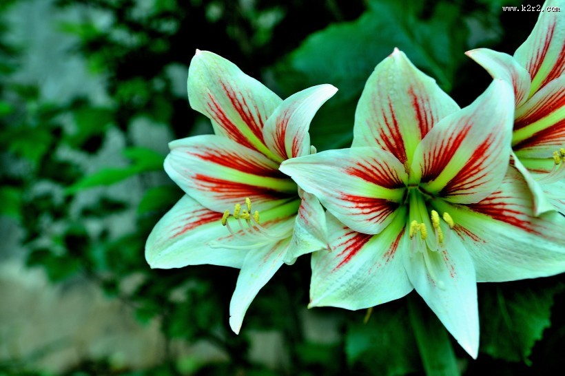 朱顶红图片大全