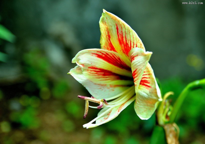 朱顶红图片大全