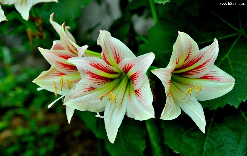 朱顶红图片大全