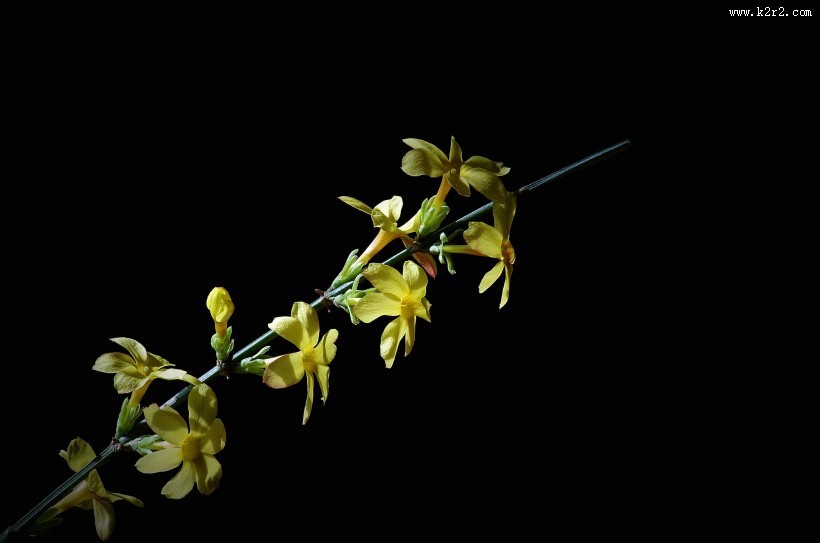 黄色迎春花图片