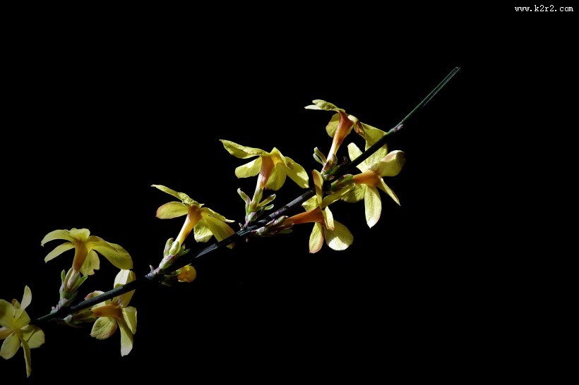 黄色迎春花图片