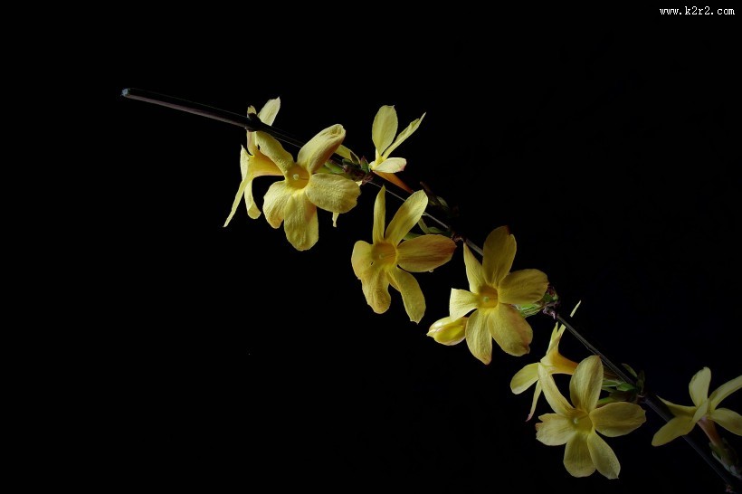 黄色迎春花图片