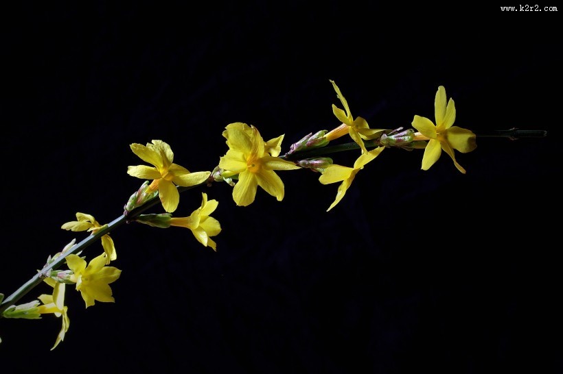 黄色迎春花图片