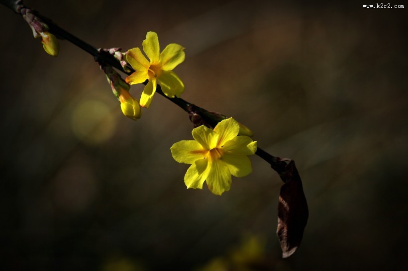 光影下的迎春花图片大全