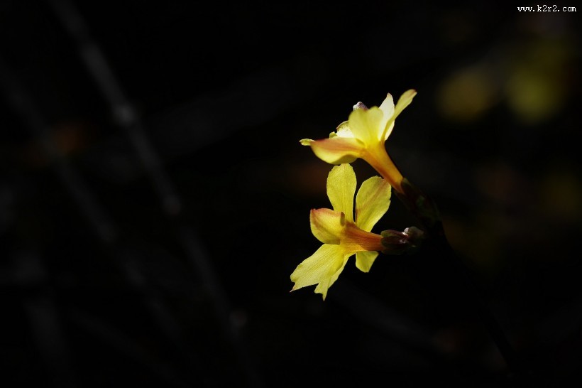 光影下的迎春花图片大全