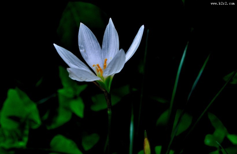 葱兰花图片大全