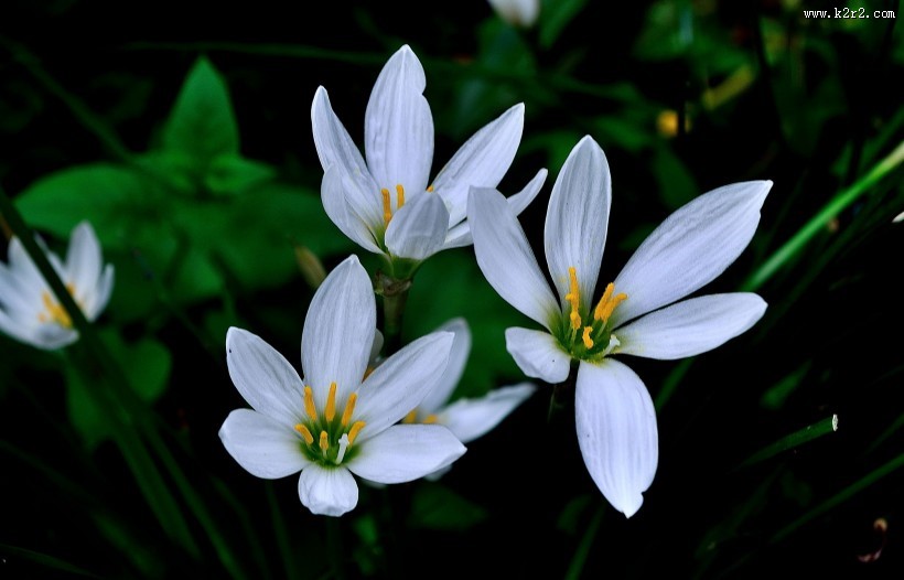 葱兰花图片大全