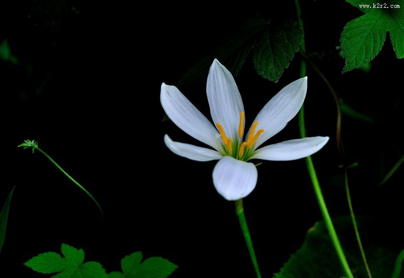 葱兰花图片大全