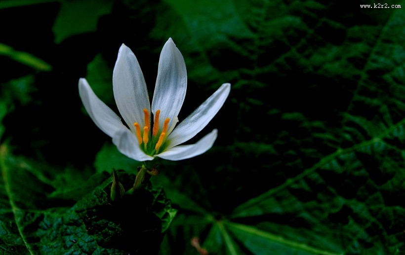 葱兰花图片大全