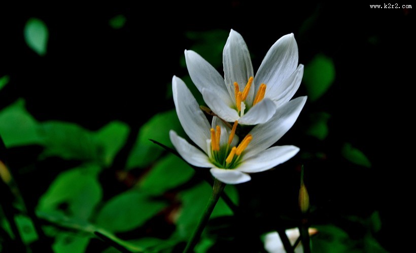 葱兰花图片大全